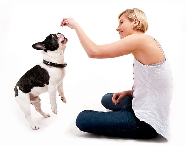 main-home-image - certapet - emotional support animal letters