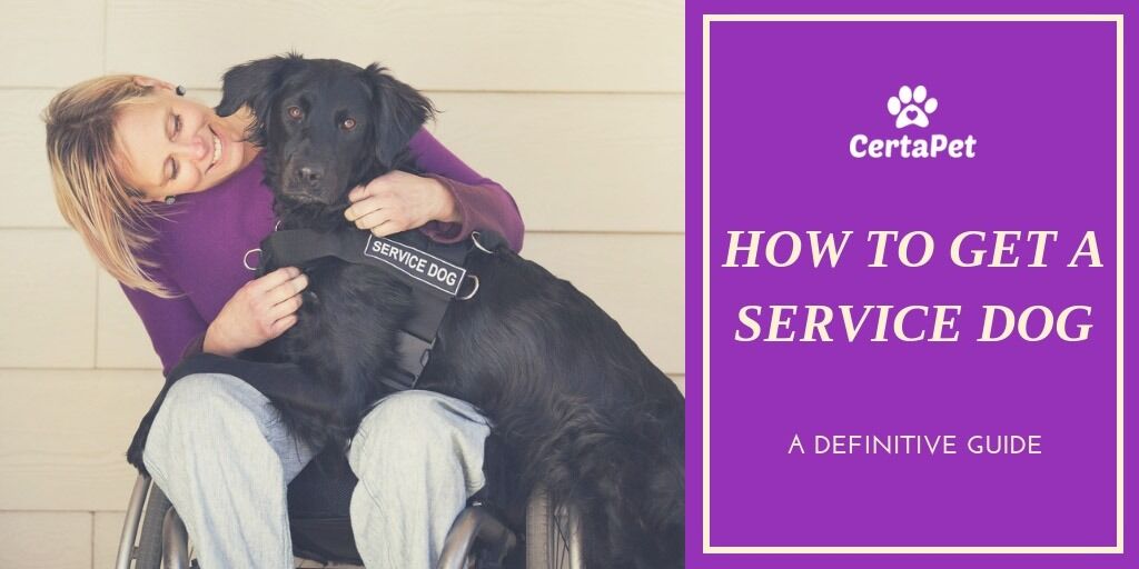 what does it take to become a service dog